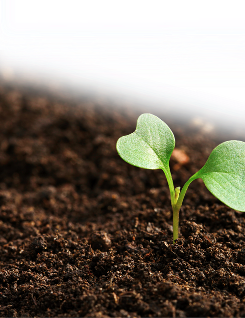 Thinking Green: Creating a Chemical Free Garden