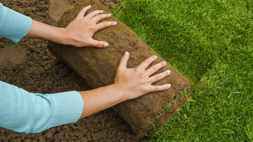 To Sod, Or Not to Sod?