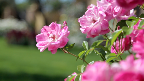 Tips To Grow A Ton Of Flowers