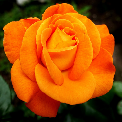 John & Bob’s Guide to Planting & Caring for Roses