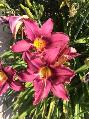 Garden America Recap: Drainage and the Lasagna Method