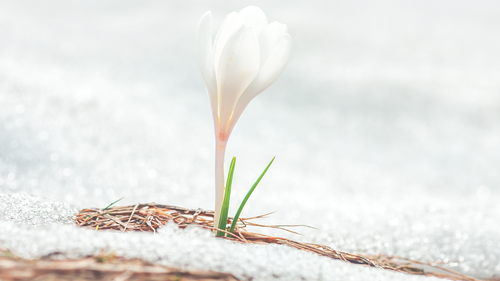 New Year, New Growth