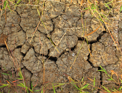 How to Conquer and Repair Clay Soil