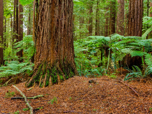 A Natural Ecosystem: Rich Soil is the Key