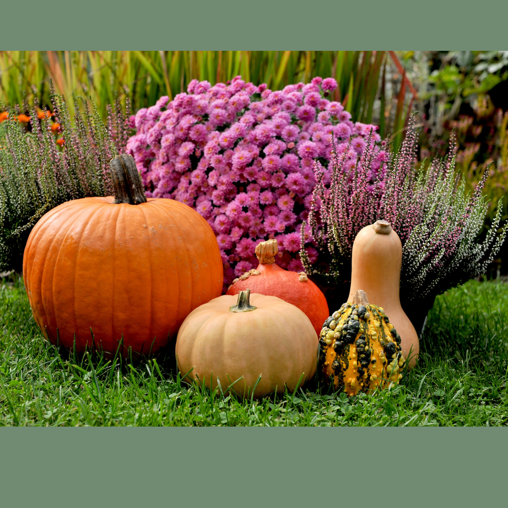 Beginning of Autumn Gardening Guide: Nurturing Your Garden as Summer Fades