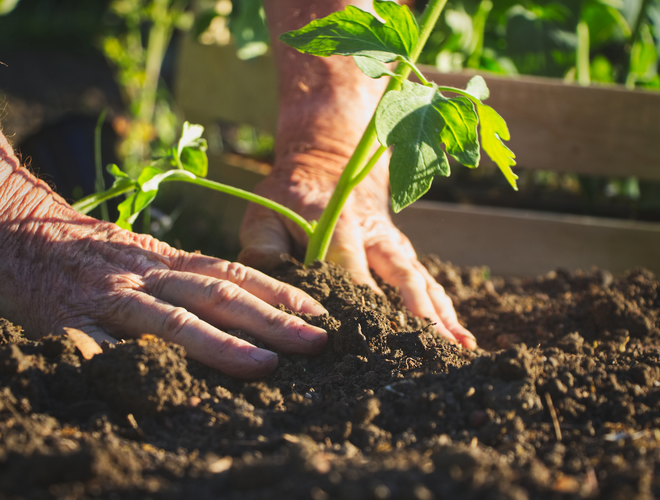 Creating a Chemical-Free Garden