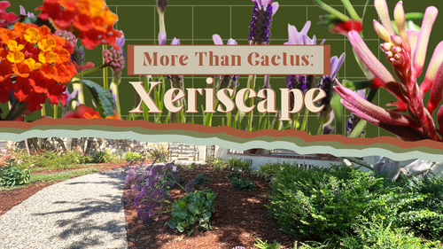 Xeriscape - Not Just Cactus & Rocks!