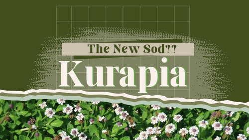 Kurapia is the New Sod?
