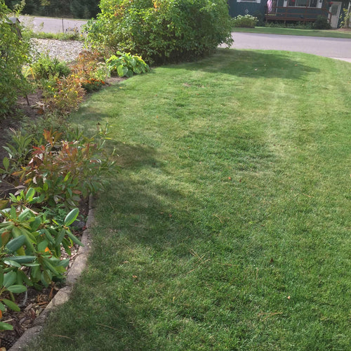 My grass has never been this healthy or lush looking. - John & Bob's