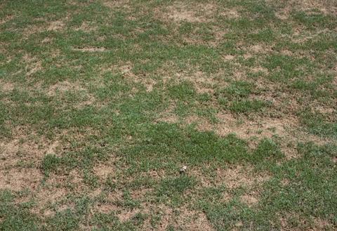 Sickly Lawn Transformed to Self Sustaining Turf