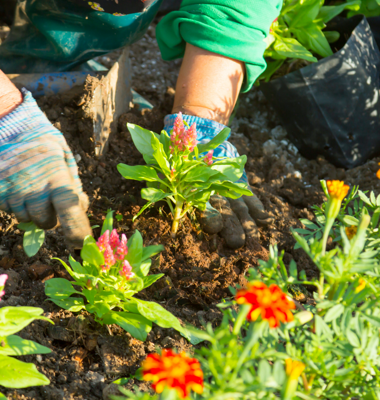 What flowers can you plant in late summer?