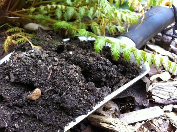 The Lasagna Method: Don't Till Your Soil!