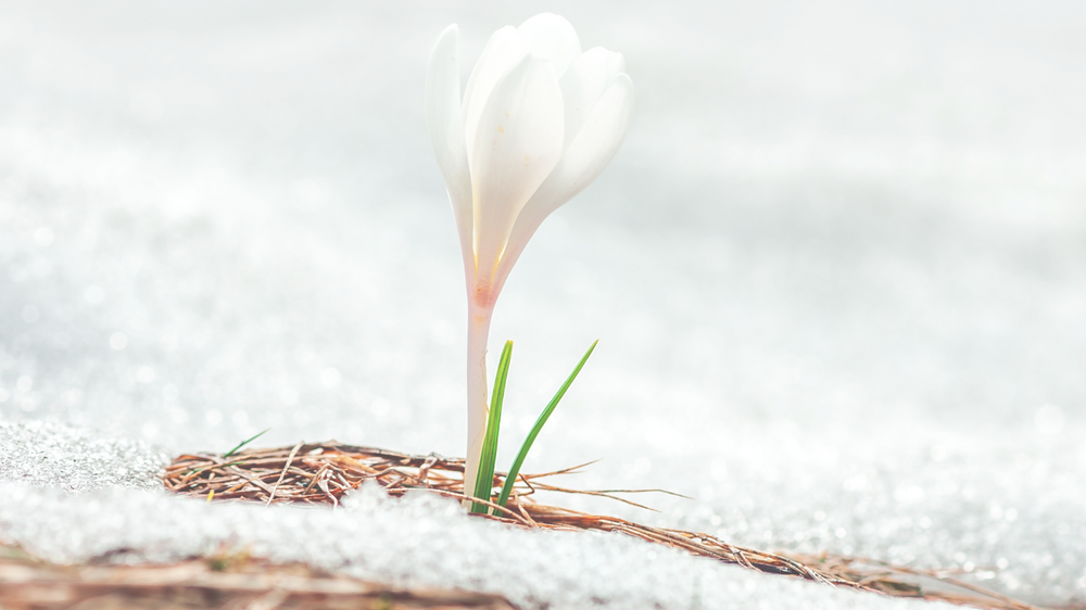 New Year, New Growth
