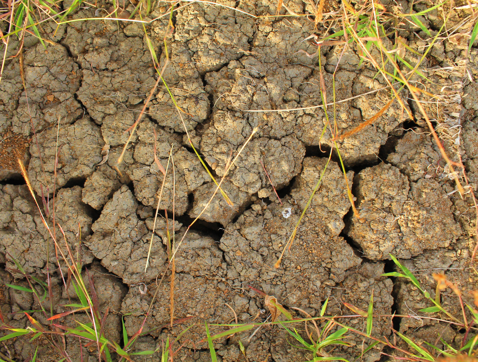 How to Conquer and Repair Clay Soil