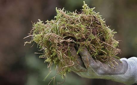 Unwanted Moss: The Root of the Problem