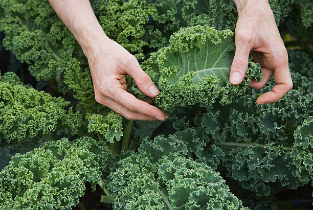 What To Plant In The Winter