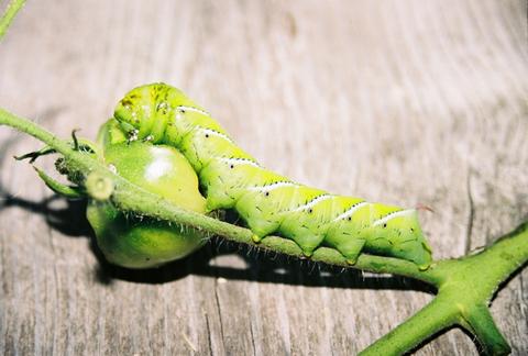 How to Combat Tomato Hornworms