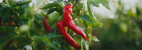 Chili Pepper