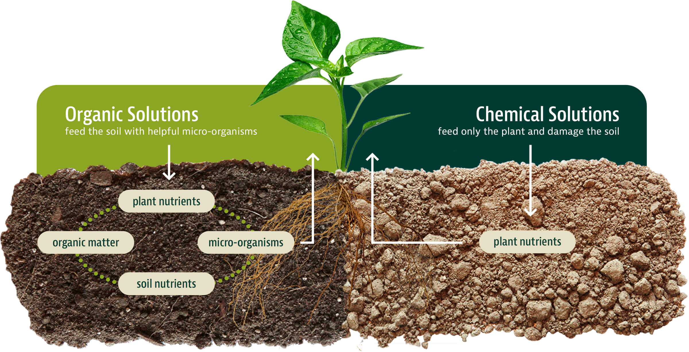Why effective composting fertilizing techniques to feed your soil matter